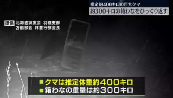 推定体重400キロの巨大クマ　300キロの箱わなひっくり返す