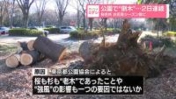 公園で“倒木”…2日連続　桜名所　お花見シーズン前に　東京・砧公園