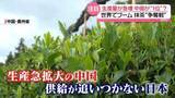「世界的ブームの抹茶　中国が生産量急拡大で“トップ”に　供給追いつかない日本…京都のお茶農家「品質高めるしかない」」の画像1