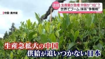 世界的ブームの抹茶　中国が生産量急拡大で“トップ”に　供給追いつかない日本…京都のお茶農家「品質高めるしかない」