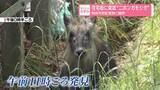 「住宅街に突如“ニホンカモシカ”特別天然記念物に騒然」の画像1