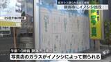 「イノシシ出没　新潟市で被害相次ぐ」の画像1