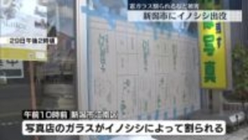 イノシシ出没　新潟市で被害相次ぐ