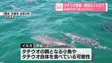 「タチウオ激減…原因はイルカ？記録的不漁で「漁に出られない」」の画像1
