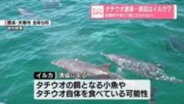 タチウオ激減…原因はイルカ？記録的不漁で「漁に出られない」