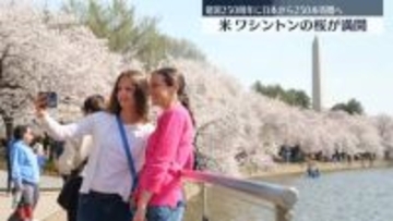 米・ワシントンの桜が満開　日本から新たに250本寄贈へ