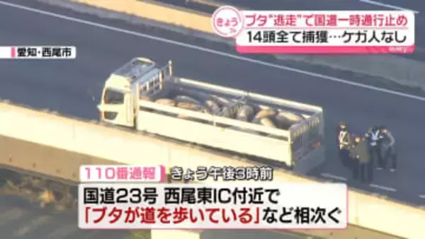 ブタが“逃走”…国道が一時通行止め　14頭全て捕獲　愛知