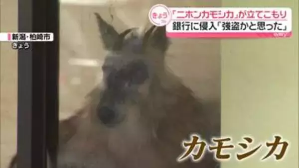 国の特別天然記念物「ニホンカモシカ」が立てこもり　銀行に侵入「強盗かと思った」新潟・柏崎市