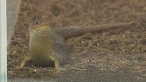 絶滅かと思われていたトカゲ…譲り受けでペット店経営者逮捕「今回なんと販売してみます！」-警視庁