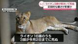 「多摩動物公園でライオン3頭死ぬ　いずれも脱水症状や多臓器不全を確認　園の担当者「暑さ影響の可能性が高い」」の画像1