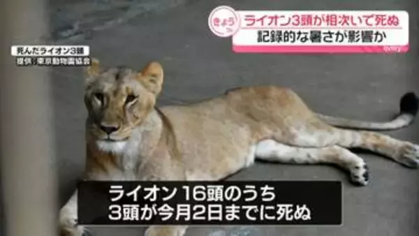 多摩動物公園でライオン3頭死ぬ　いずれも脱水症状や多臓器不全を確認　園の担当者「暑さ影響の可能性が高い」