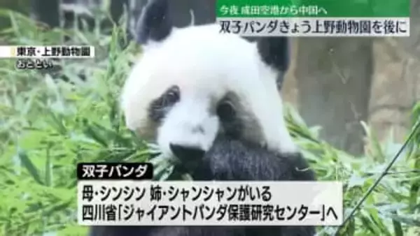 双子パンダ、きょう上野動物園を後に…今夜、成田空港から中国へ