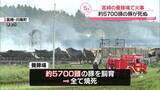 「養豚場で火事　約5700頭の豚が死ぬ　宮崎」の画像1