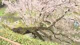 「東京・千代田区　桜258本を緊急点検　都内で倒木相次ぎ」の画像1