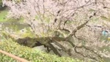 東京・千代田区　桜258本を緊急点検　都内で倒木相次ぎ