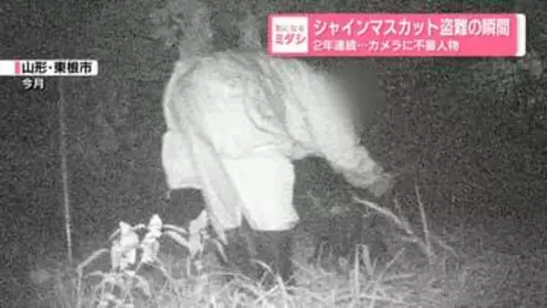 シャインマスカット盗難の瞬間　2年連続…カメラに不審人物　山形・東根市