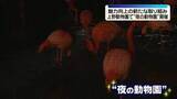 「上野動物園で“夜の動物園”開催…魅力向上の新たな取り組み」の画像1