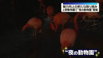 上野動物園で“夜の動物園”開催…魅力向上の新たな取り組み