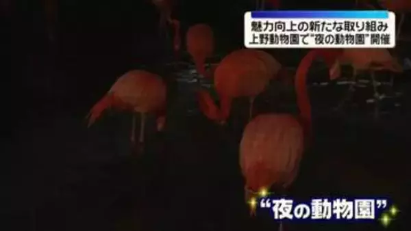 上野動物園で“夜の動物園”開催…魅力向上の新たな取り組み