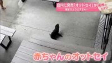 店内に突然「オットセイ」が　捕まえようとするも…　ニュージーランド【 #世界のミダシ 】