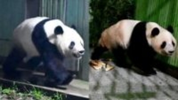中国に返還　双子パンダの写真公開