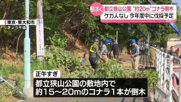 都立狭山公園で倒木　車2台が接触もけが人なし
