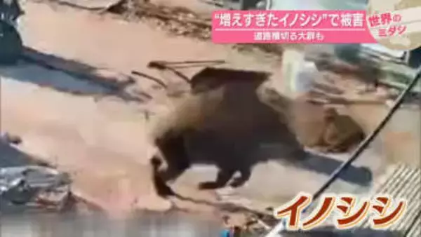 “増えすぎたイノシシ”で被害　道路横切る大群も　中国【#世界のミダシ】