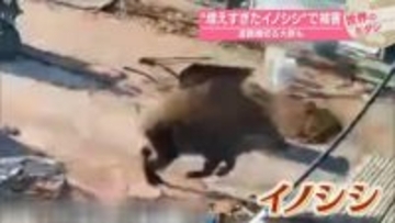 “増えすぎたイノシシ”で被害　道路横切る大群も　中国【#世界のミダシ】