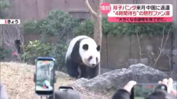 上野の双子パンダ来月返還　“4時間待ち”の熱烈ファン涙「大きくなる過程見てきた」