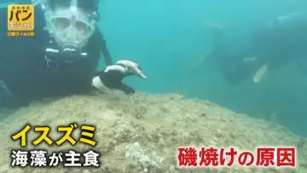 五島の海にも“磯焼け”「焼け野原のよう」漁獲量も減少　桝キャスターが食害魚対策を取材【バンキシャ！】