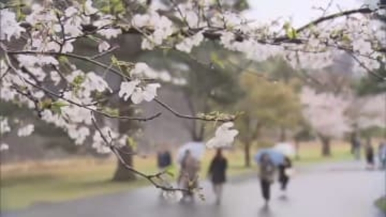 今春も皇居でサクラの“お花見”　「乾通りの一般公開」は来月21日～29日の9日間　宮内庁