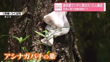 遊歩道でハチに刺され15人搬送　気温上昇で活動活発に？　茨城・つくば市