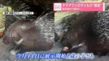 ヤマアラシの子どもが“脱走”　展示始めた翌日に…
