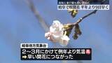 「岐阜で桜開花、平年より9日早く　高知と並び全国で最も早い開花に」の画像1
