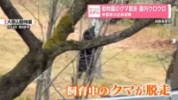 動物園のクマ脱走 園内ウロウロ来園者は全員避難