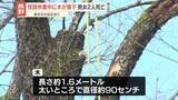 「落下の木が当たる…男女2人が死亡　別荘敷地内で伐採作業中　長野・軽井沢町」の画像1