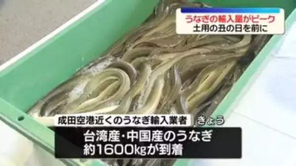 うなぎの輸入量がピーク　「土用の丑の日」を前に
