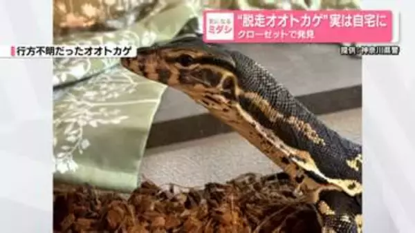 “脱走オオトカゲ”自宅クローゼットの物陰に…ずっと家の中にいたか　飼い主「お騒がせしてすみません」