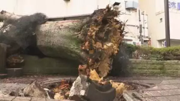 宇都宮駅前で街路樹倒れる 台風による強風か 一時通行止め
