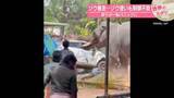 「ゾウ暴走…ゾウ使いも制御不能　祭りが一転パニックに　 インド【 #世界のミダシ 】」の画像1