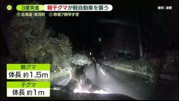 2頭の“親子”クマと遭遇…軽自動車に3度突進　ドラレコが捉えた映像に　北海道美深町