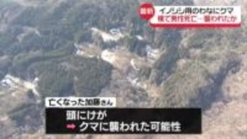 イノシシ用わなにクマ　横で男性死亡…襲われたか
