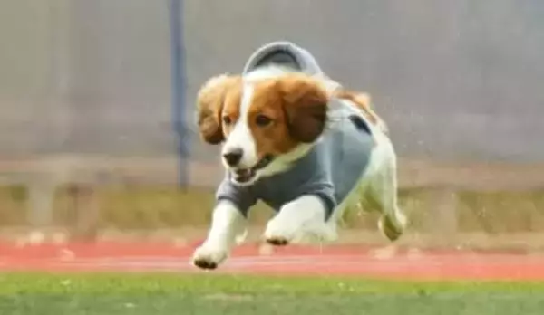 デコピンが好待遇　初登場から3年でつかんだ“最優秀ドッグ賞”MLB全体がデコピンに夢中　過去に始球式、CM、誕生日のお祝いまで