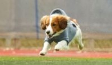 デコピンが好待遇　初登場から3年でつかんだ“最優秀ドッグ賞”MLB全体がデコピンに夢中　過去に始球式、CM、誕生日のお祝いまで