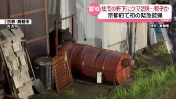 京都で初の緊急銃猟…新たな目撃情報も　専門家“小さいクマが人里に追いやられているのでは”