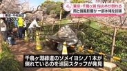 千鳥ヶ淵緑道でソメイヨシノ1本が倒れる　巡回するスタッフが発見、ケガ人なし　東京・千代田区