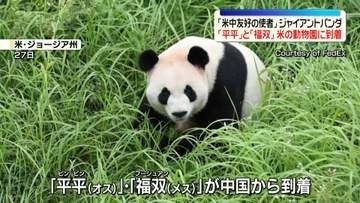 「米中友好の使者」ジャイアントパンダ「平平」と「福双」、アメリカ南部の動物園に到着