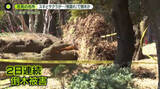 「“花見の名所”公園で2日連続…倒木被害　「根腐れ」が原因か　女性が下敷きになりケガも」の画像1