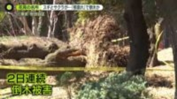 “花見の名所”公園で2日連続…倒木被害　「根腐れ」が原因か　女性が下敷きになりケガも
