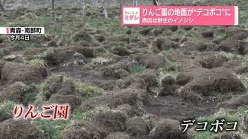 りんご園の地面がデコボコに…原因はイノシシ　青森